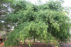 Ficus amplissima